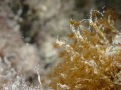 Myrionema amboinense