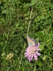 Polyommatus icarus
