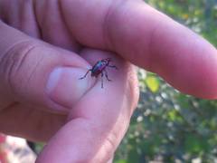 Pilolabus viridans