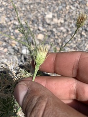 Adenophyllum cooperi