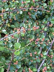 Cotoneaster hjelmqvistii
