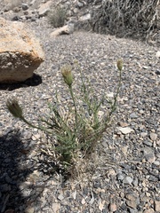 Adenophyllum cooperi