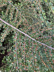 Cotoneaster hjelmqvistii
