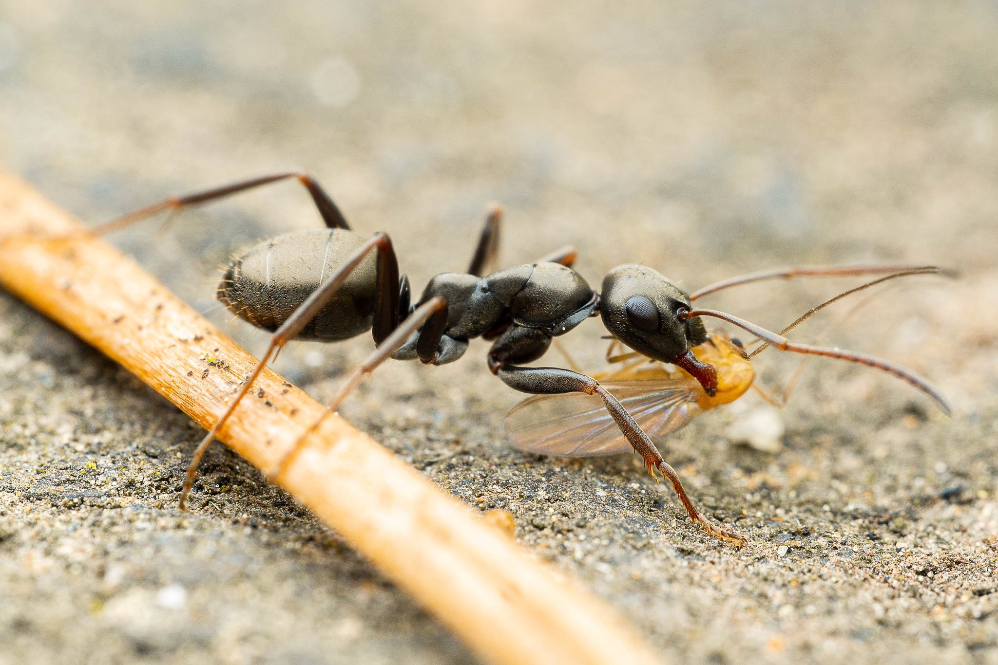 Formica accreta