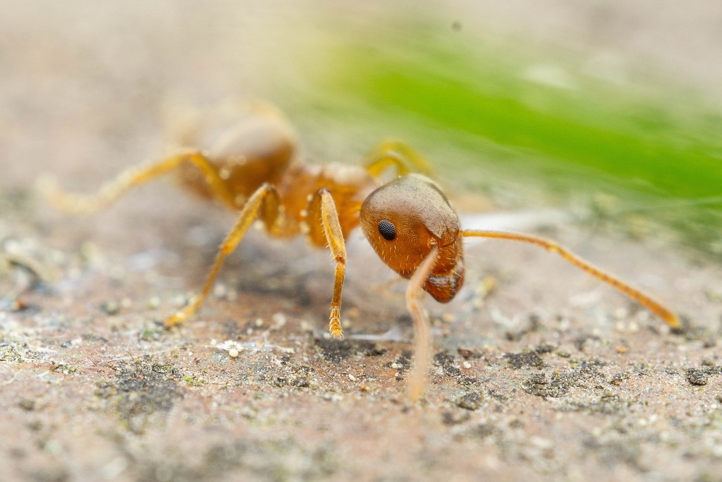 Pale-legged Fuzzy Ant from Mercer Island, WA 98040, USA on May 31, 2022 ...