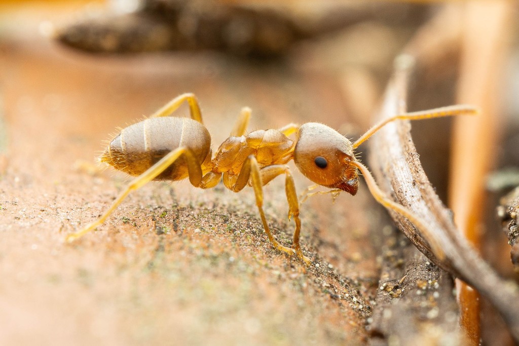 Pale-legged Fuzzy Ant (Ants of Alaska) · iNaturalist