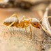 Lasius pallitarsis - Photo (c) Jake N., some rights reserved (CC BY), uploaded by Jake N.