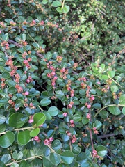 Cotoneaster hjelmqvistii