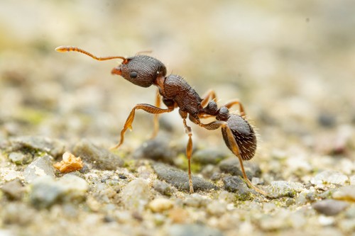 Pavement ant
