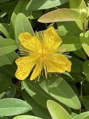 Hypericum frondosum