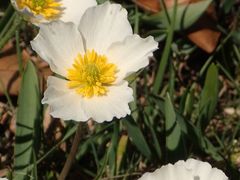 Ranunculus kuepferi
