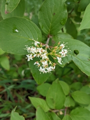 Cornus sericea