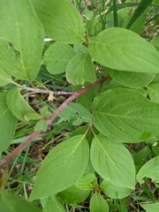 Cornus sericea