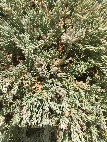 Arabian Jointed Glasswort