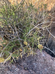 Brickellia atractyloides