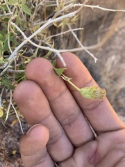 Brickellia atractyloides