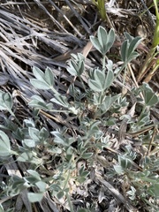 Astragalus tridactylicus