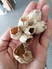 Notomegabalanus decorus