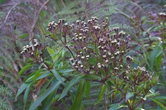 Dubautia raillardioides