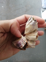 Notomegabalanus decorus