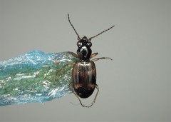 Bembidion quadrimaculatum