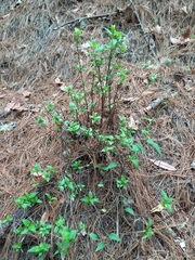 Clinopodium macrostemum