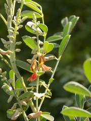 Indigofera lindheimeriana