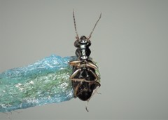 Bembidion quadrimaculatum