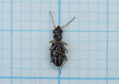 Bembidion quadrimaculatum