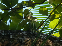 Brassavola