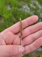 Carex sartwellii