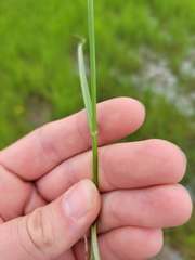 Carex sartwellii