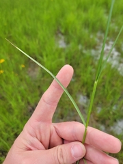 Carex sartwellii