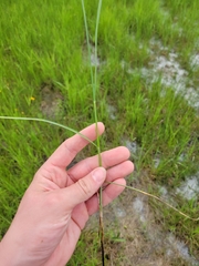 Carex sartwellii