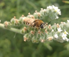 Stratiomys longicornis