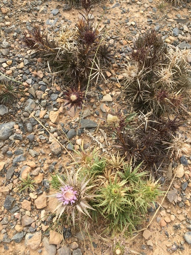 Atractylis caespitosa