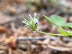 Trifolium trichocalyx