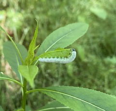 Monostegia