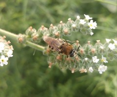 Stratiomys longicornis
