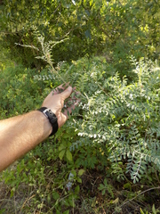 Indigofera lindheimeriana