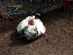 Cairina moschata domestica