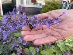 Bombus