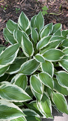 Hosta