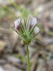 Trifolium trichocalyx