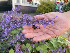 Bombus