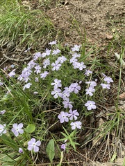 Phlox multiflora