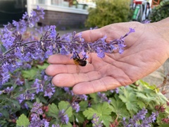 Bombus