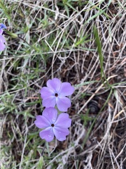 Phlox multiflora