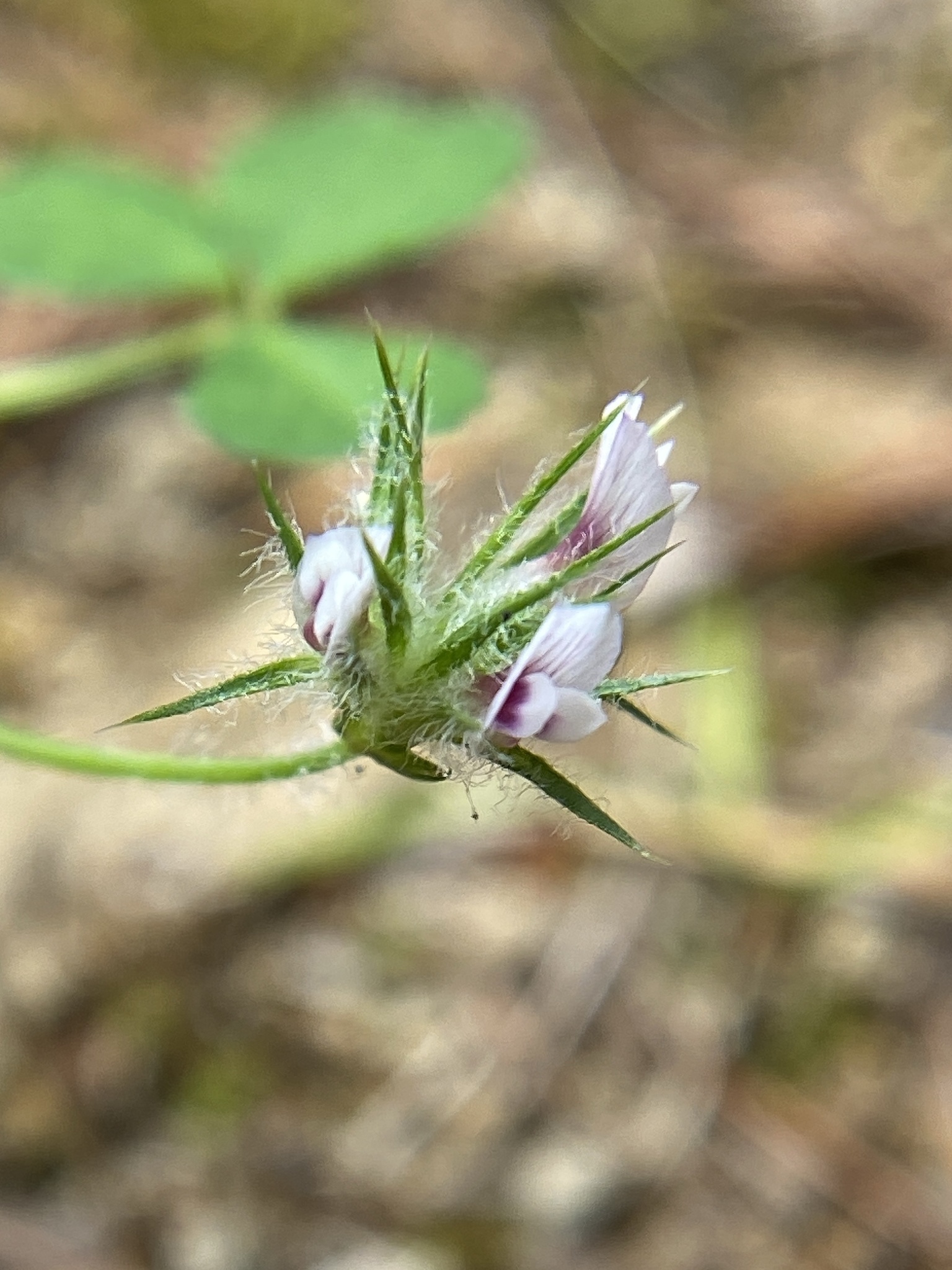 Trifolium trichocalyx