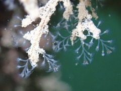 Nemalecium lighti